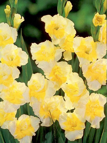 Gladiole (Gladiolus) 'Buggy'