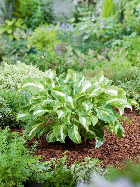 Funkie (Hosta) 'Mediovariegata'