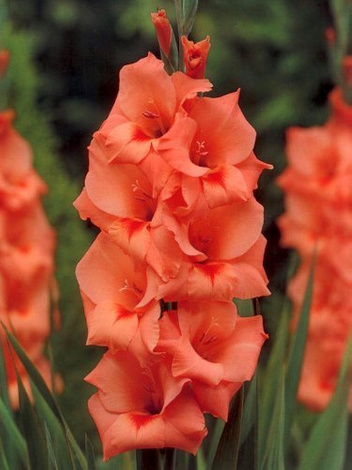 Gladiole billig (Gladiolus) 'Peter Pears'