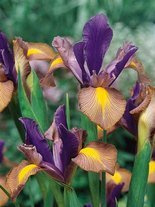 Holländische Schwertlilie (Iris hollandica) 'Picasso'