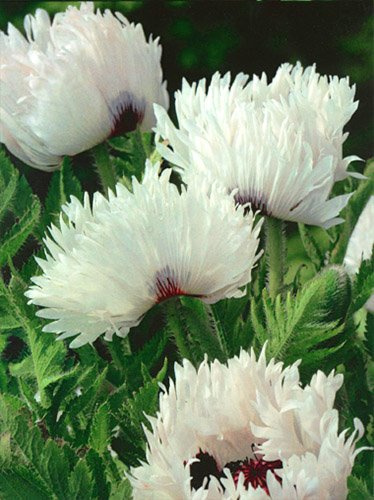 Mohn (Papaver orientale) 'White Ruffels'