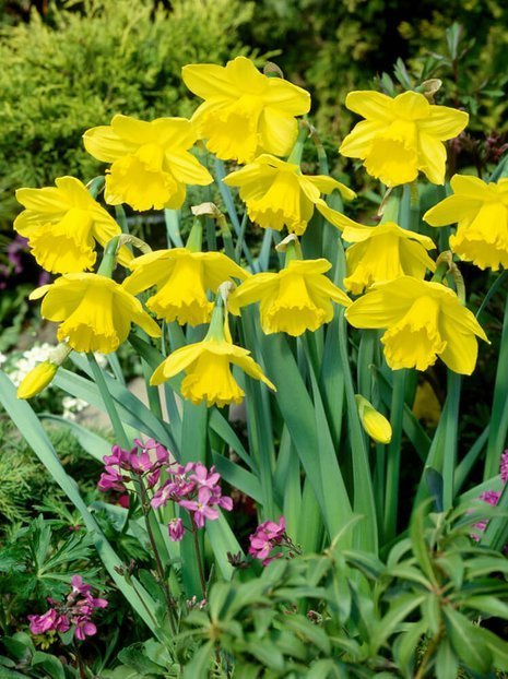 Narzisse (Narcissus) 'Gigantic Star'