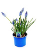 Traubenhyazinte (Muscari) 'Artist'