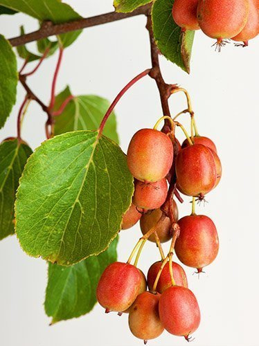 Kleinfrüchtige Kiwis (Aktinidia arguta) 'Genewa' weilblich