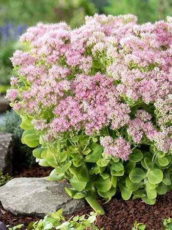 Fetthennen (Sedum spectabile) 'Brilliant'