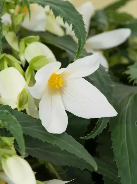 Begonie Boliviensis Santa Barbara 1 St.