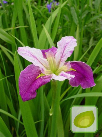 Louisiana-Schwertlilie ( Iris Louisiana ) Colorific