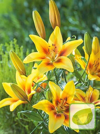 Lilie (Lilium) 'Pieton'