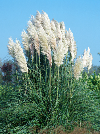 Amerikanisches Pampasgras weiß (Cortaderia selloana) 1 St.