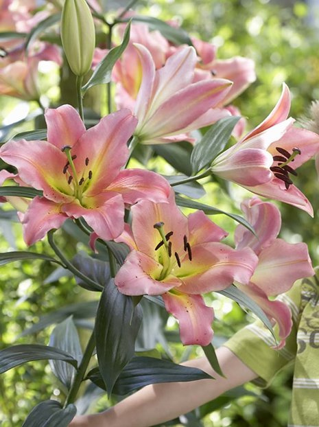 Lilie (Lilium) 'On Stage'