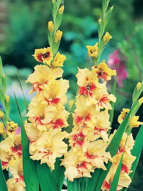 Mieczyk (Gladiolus) Jester