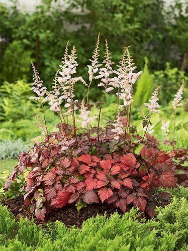 Prachtspiere (Astilbe) 'Color Flash' 1 St.