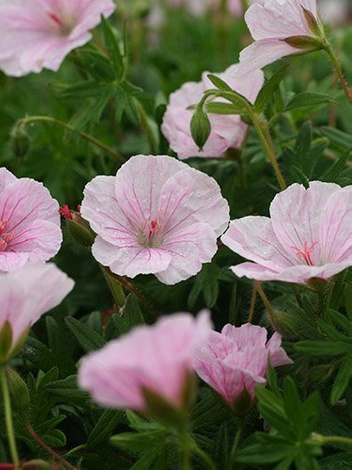 Storchschnabel (Geranium) 'Var. Striatum'