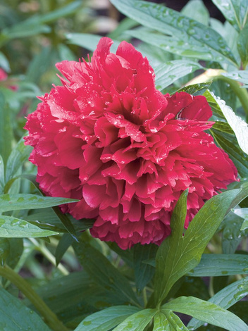 Pfingstrose (Paeonia) 'Rubra Plena'