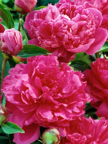 Pfingstrose (Paeonia) Felix Crousse