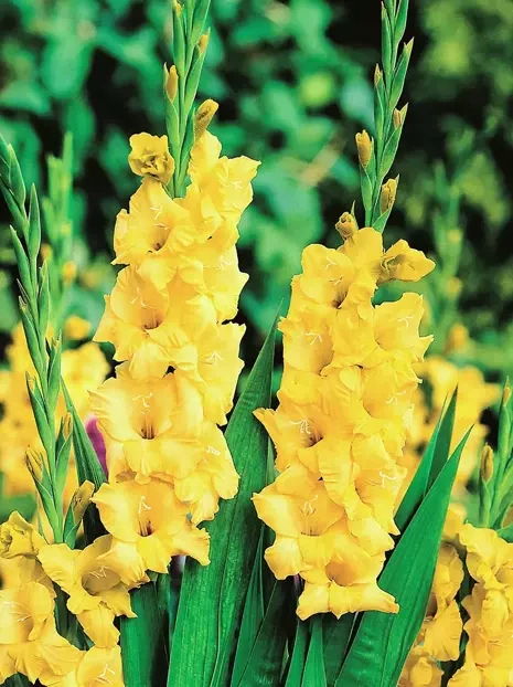 Gladiole (Gladiolus) 'Lemon Drop'