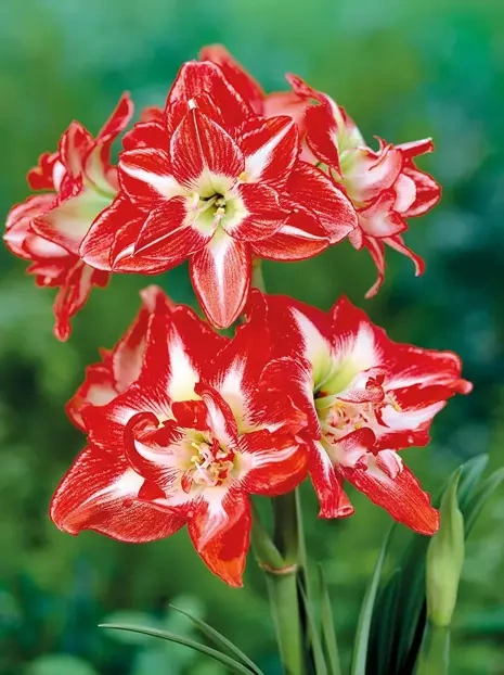 Ritterstern (Hippeastrum) 'Pasadena' 1 St.