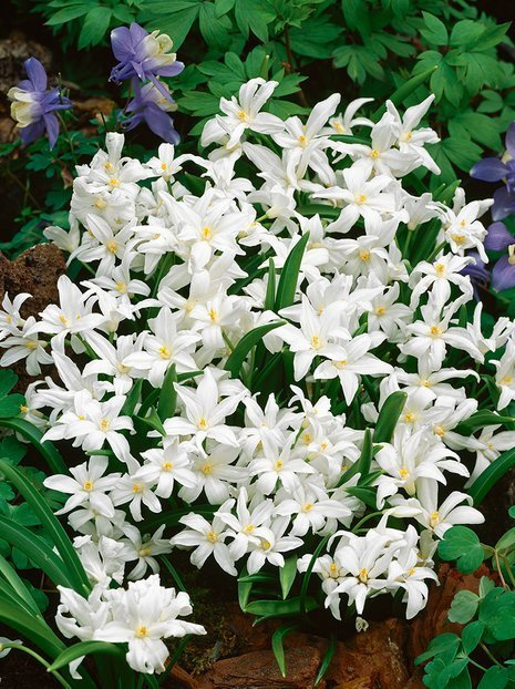 Sternhyazinthen (Chionodoxa luciliae alba) 10 St.