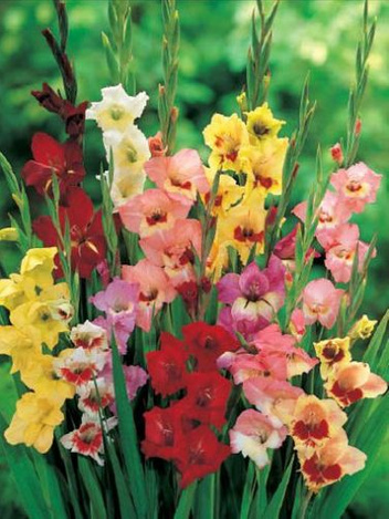 Gladiole (Gladiolus) MIX