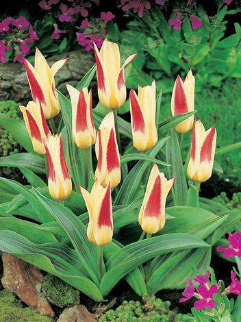 Tulpe (Tulipa) 'Johann Strauss'