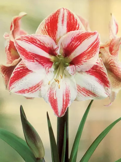 Ritterstern ( Hippeastrum ) 'Clown' Zwiebel XXL 1 St.