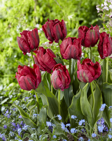 Tulpe Papagei Burgunder ( Tulipa ) Red Madonna 5 St.