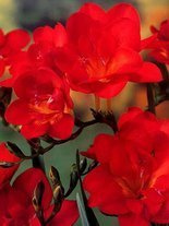 Fressie (Freesia double) gefüllt rot