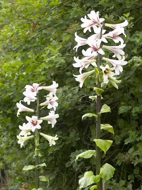 Riesenlilie Himalaya (Cardiocrinum giganteum) 1 St.