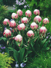 Tulpe (Tulipa) 'Ice Cream'