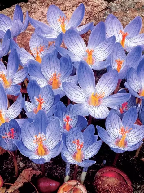 Krokus (Crocus) Herbstblühende 'Speciosus' 5 St.