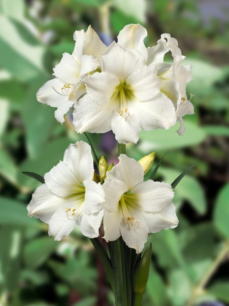 Ritterstern (Hippeastrum) 'Christmas Gift'