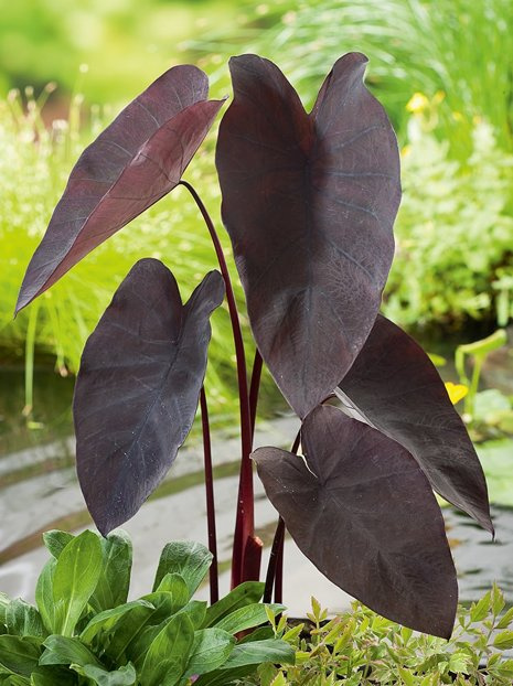 Colocasia 'Black Magic' 1 St.