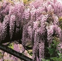 Japanische Blauregen (Wisteria floribunda) 'Honbeni' Rosa