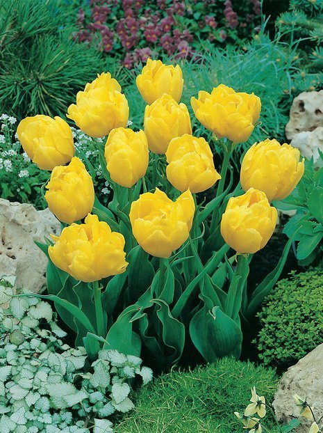 Tulpe (Tulipa) 'Monte Carlo' 5 St.