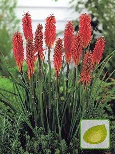 Trytoma (Kniphofia) Nancy Red