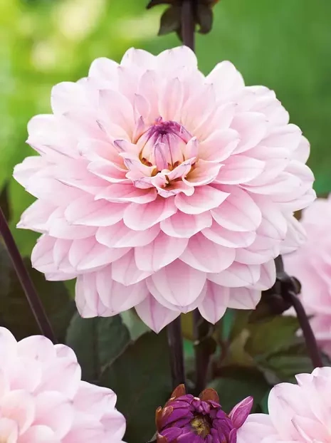 Dahlie (Dahlia) 'Melody Harmony'