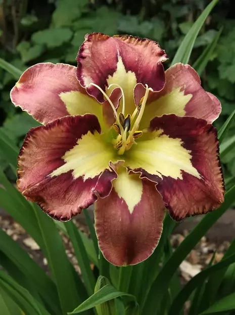 Taglilie (Hemerocallis) 'Spacecoast Behavior Patern'