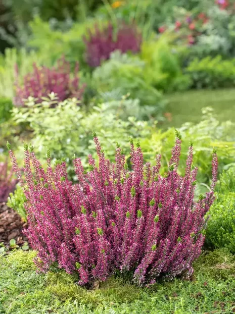 Heidekräuter (Calluna) 'Garden Girls' rosa | ⌀ 9cm