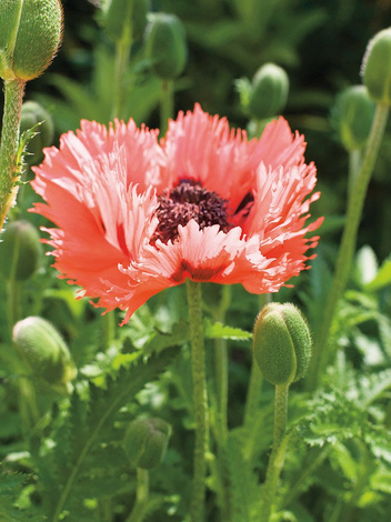 Mohn (Papaver orientale) 'Forncett Summer'