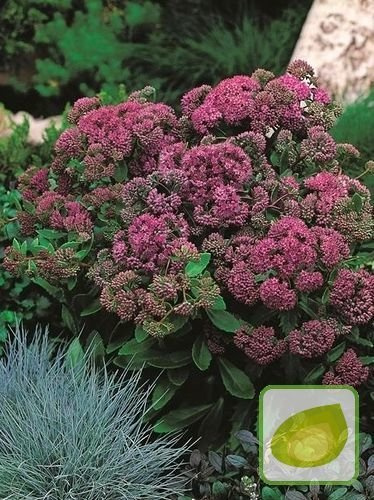 Fetthennen (Sedum) Purple Emperor