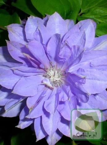 Powojnik (Clematis) Teshio