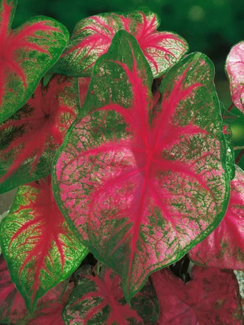 Kaladie (Caladium) 'Fannie Munson' 