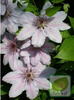 Powojnik (Clematis) Nelly Moser