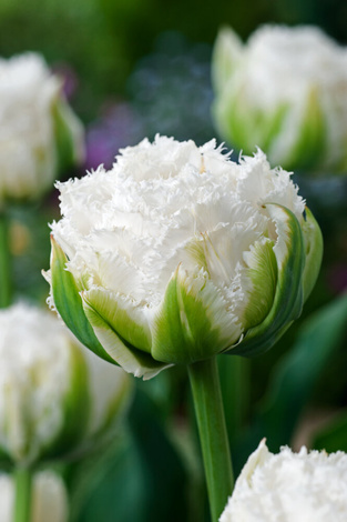 Tulpe ( Tulipa ) Snow Crystal 5 St.