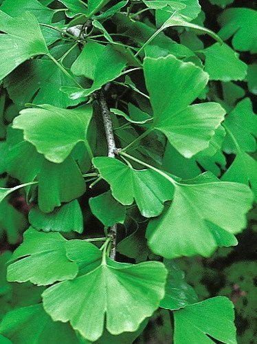 Elefantenohrbaum (Ginkgo biloba)