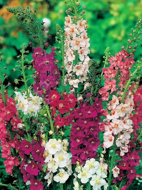 Königskerze Samen (Verbascum phoeniceum) mix