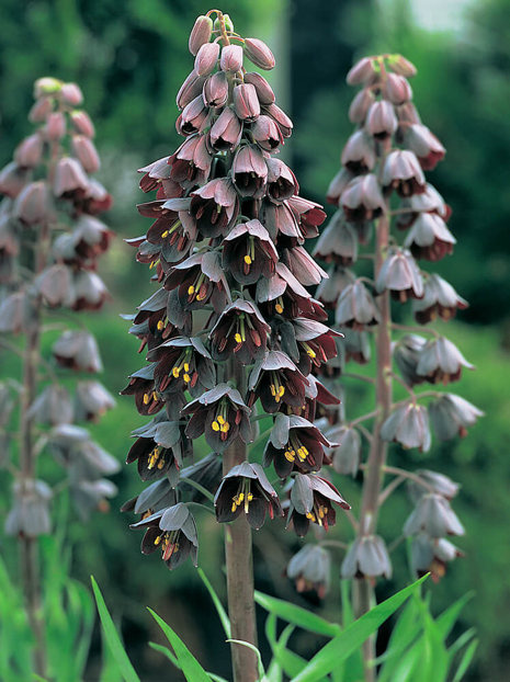 Schachbrettblume (Fritillaria persica)