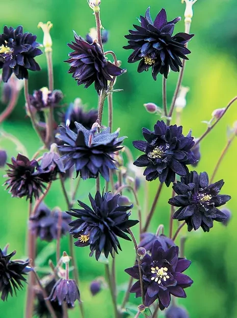 Akelei (Aquilegia) 'Barlow Black' 1 St.