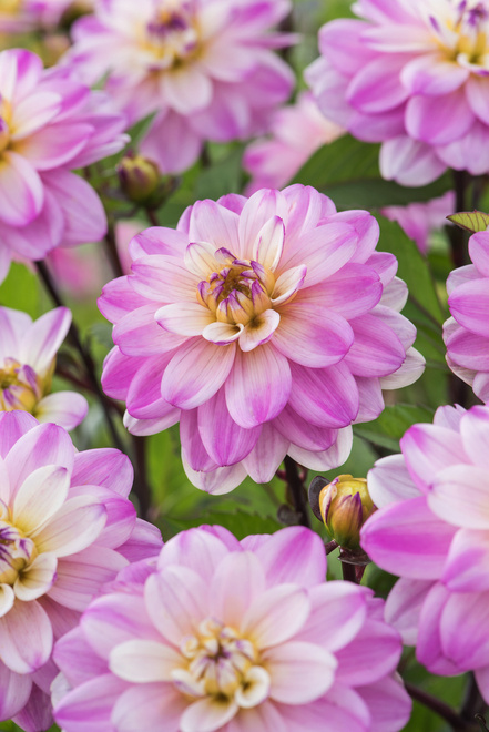 Dahlie (Dahlia) 'Pacific Jewel' 1 St.