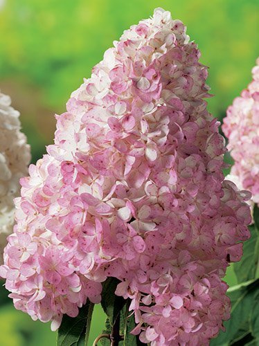 Rispenhortensie (Hydrangea paniculata)  'Vanille-Fraise ©'